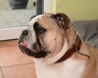 Die tierische Chaostruppe Die tierische Chaostruppe